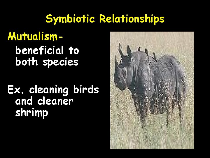 Symbiotic Relationships Mutualismbeneficial to both species Ex. cleaning birds and cleaner shrimp 