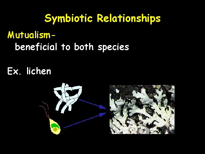 Symbiotic Relationships Mutualismbeneficial to both species Ex. lichen 