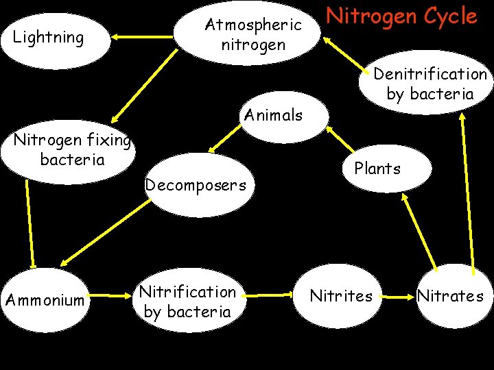 Lightning Atmospheric nitrogen Nitrogen Cycle Denitrification by bacteria Animals Nitrogen fixing bacteria Decomposers Ammonium