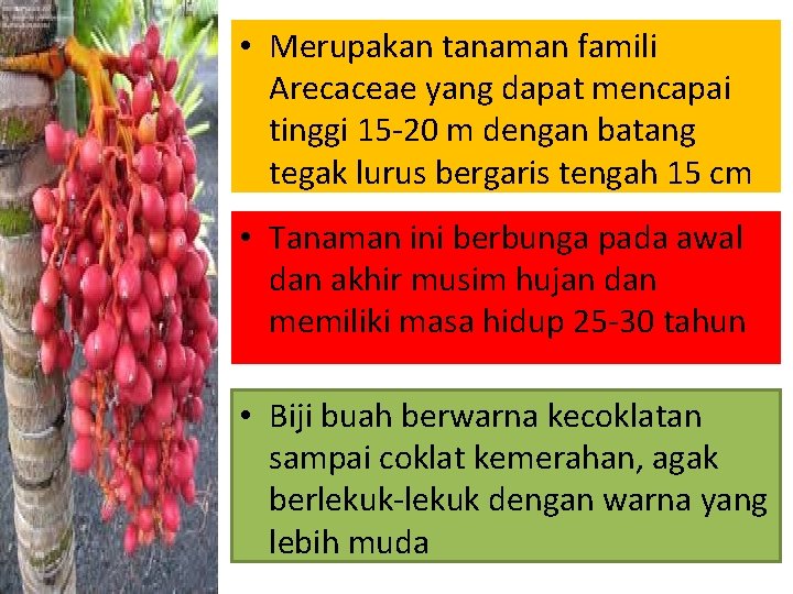  • Merupakan tanaman famili Arecaceae yang dapat mencapai tinggi 15 -20 m dengan