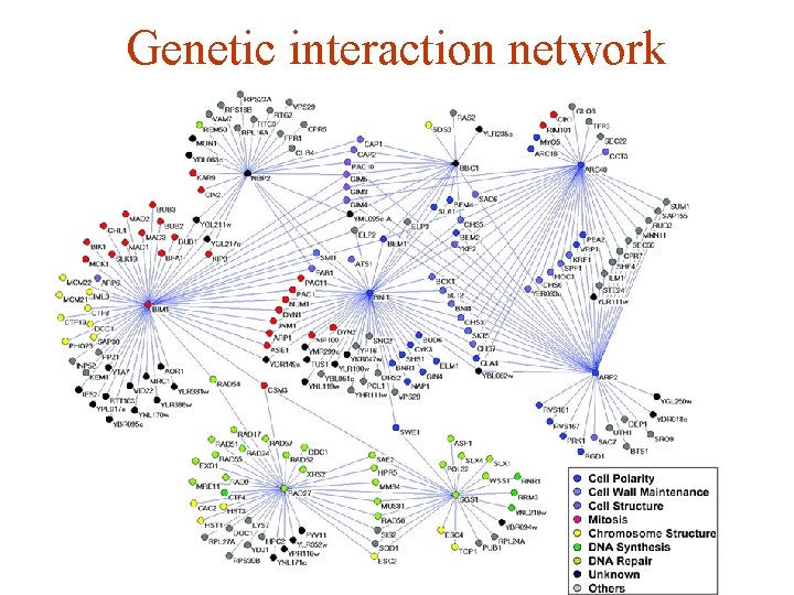 Genetic interaction network 