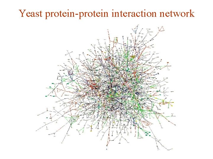 Yeast protein-protein interaction network 