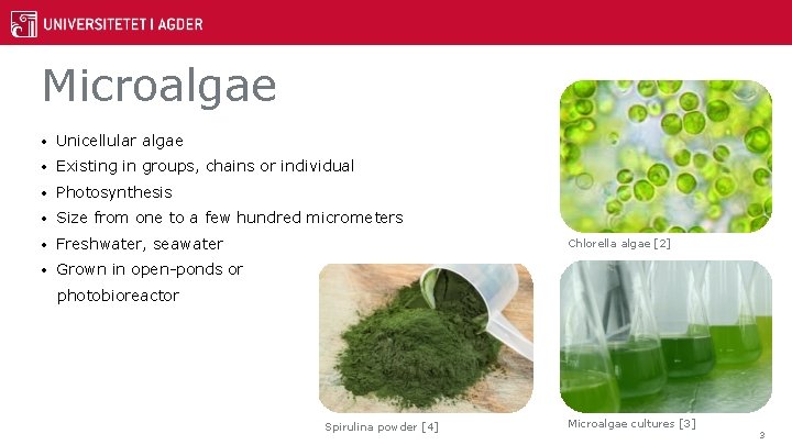 Microalgae • Unicellular algae • Existing in groups, chains or individual • Photosynthesis •