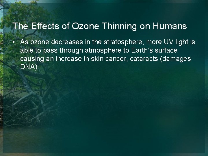 The Effects of Ozone Thinning on Humans • As ozone decreases in the stratosphere,