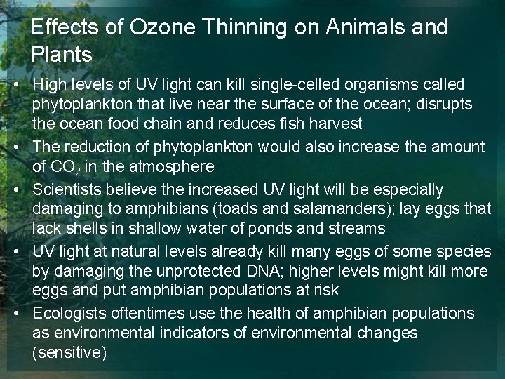 Effects of Ozone Thinning on Animals and Plants • High levels of UV light