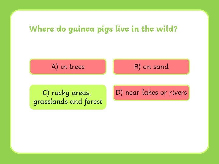 Where do guinea pigs live in the wild? A) in trees B) on sand