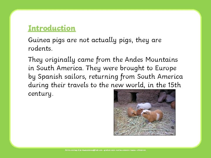 Introduction Guinea pigs are not actually pigs, they are rodents. They originally came from