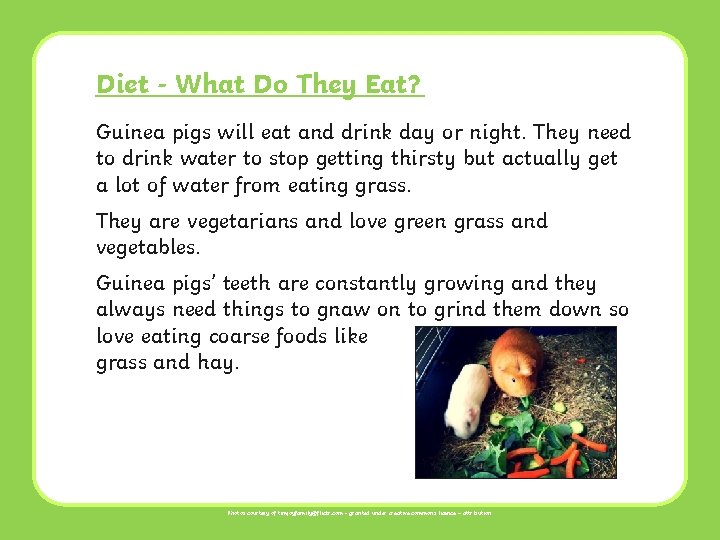 Diet - What Do They Eat? Guinea pigs will eat and drink day or