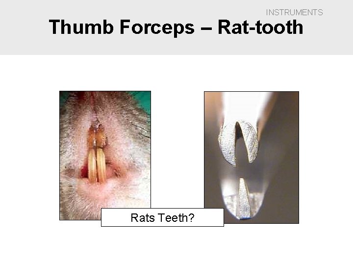INSTRUMENTS Thumb Forceps – Rat-tooth Rats Teeth? 