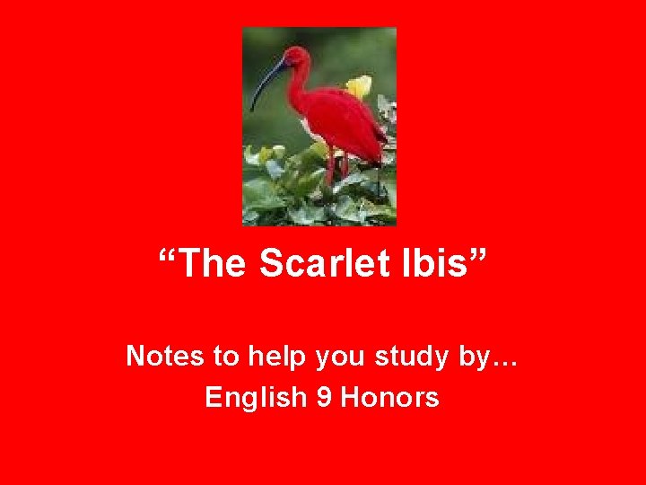 “The Scarlet Ibis” Notes to help you study by… English 9 Honors 