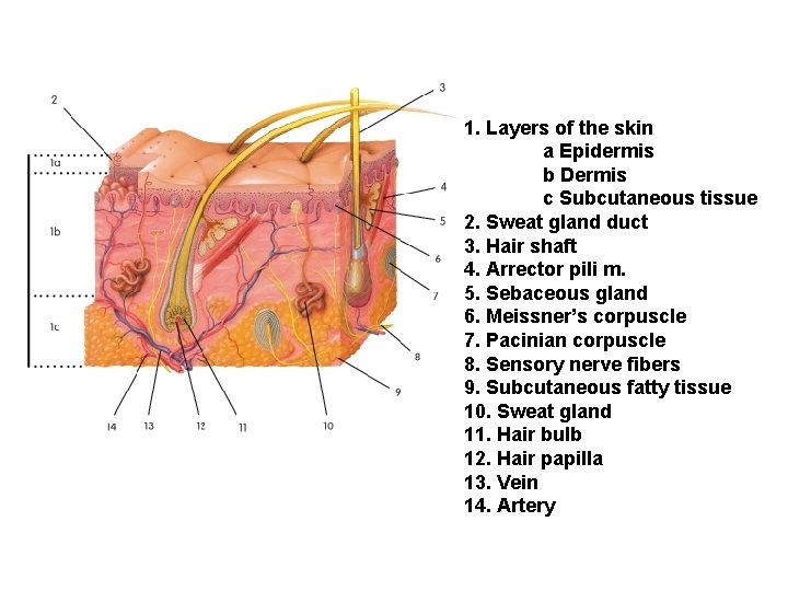 1. Layers of the skin a Epidermis b Dermis c Subcutaneous tissue 2. Sweat