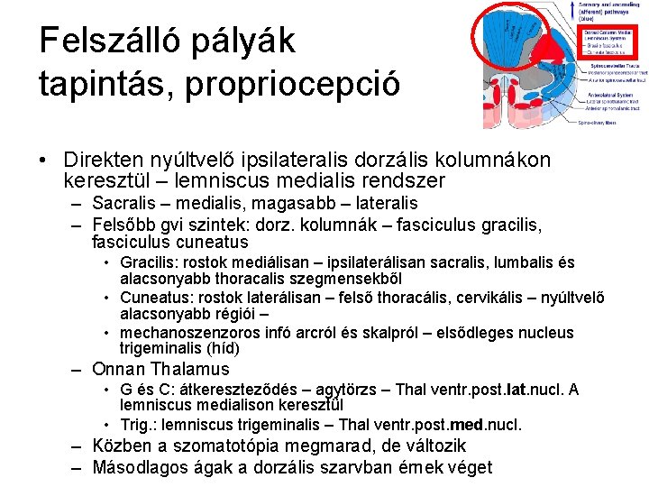 Felszálló pályák tapintás, propriocepció • Direkten nyúltvelő ipsilateralis dorzális kolumnákon keresztül – lemniscus medialis