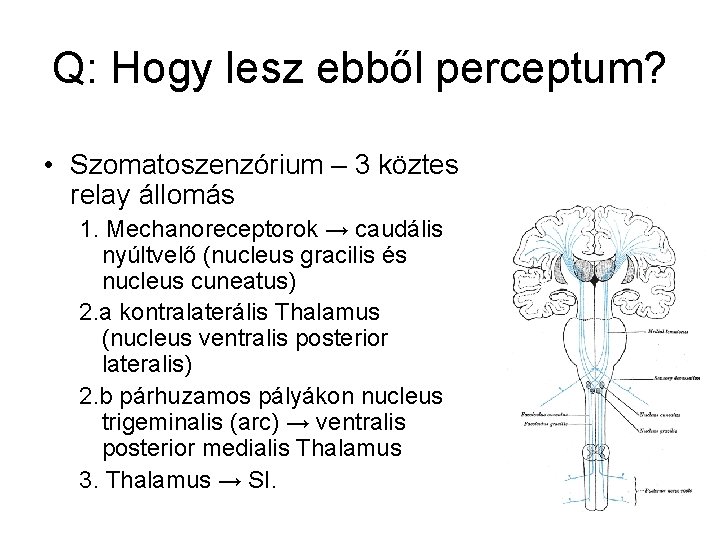 Q: Hogy lesz ebből perceptum? • Szomatoszenzórium – 3 köztes relay állomás 1. Mechanoreceptorok