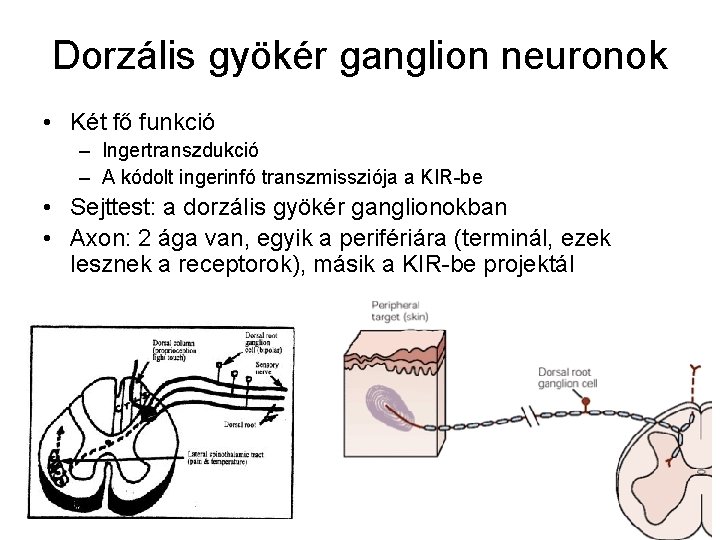 Dorzális gyökér ganglion neuronok • Két fő funkció – Ingertranszdukció – A kódolt ingerinfó