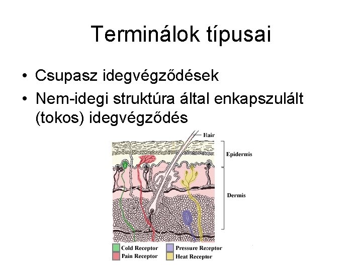 Terminálok típusai • Csupasz idegvégződések • Nem-idegi struktúra által enkapszulált (tokos) idegvégződés 