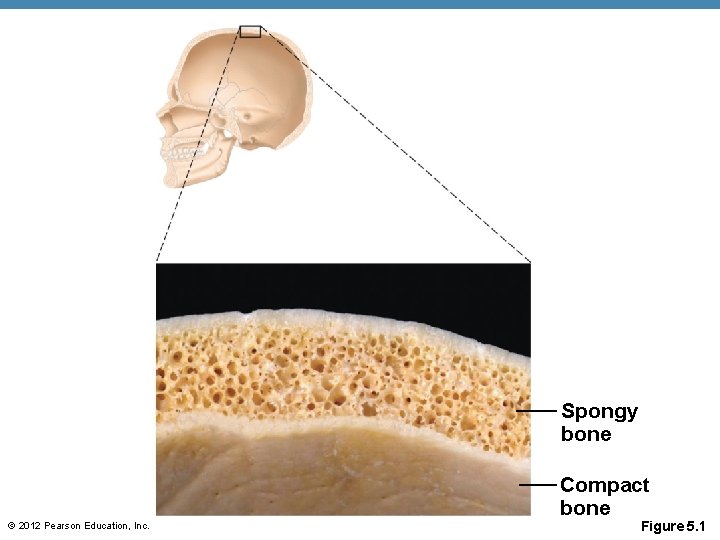Spongy bone Compact bone © 2012 Pearson Education, Inc. Figure 5. 1 