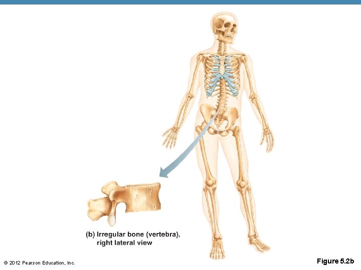 © 2012 Pearson Education, Inc. Figure 5. 2 b 