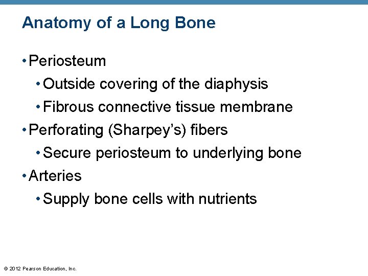 Anatomy of a Long Bone • Periosteum • Outside covering of the diaphysis •