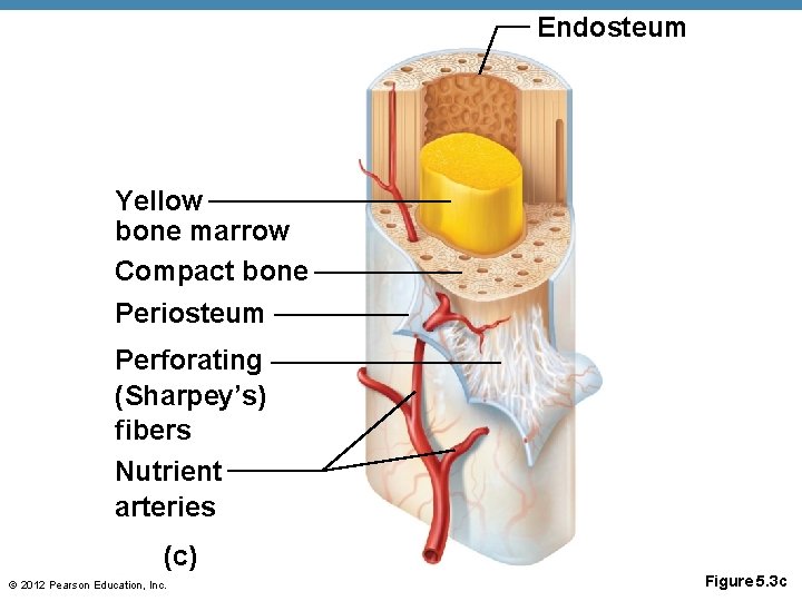 Endosteum Yellow bone marrow Compact bone Periosteum Perforating (Sharpey’s) fibers Nutrient arteries (c) ©