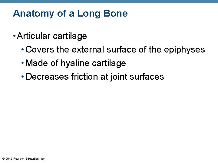 Anatomy of a Long Bone • Articular cartilage • Covers the external surface of