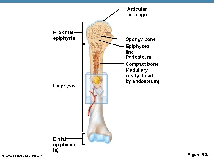 Articular cartilage Proximal epiphysis Diaphysis Distal epiphysis (a) © 2012 Pearson Education, Inc. Spongy