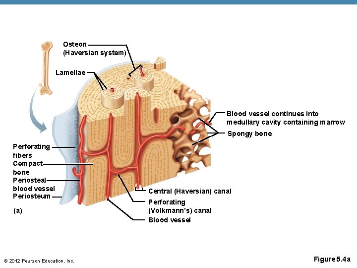 Osteon (Haversian system) Lamellae Blood vessel continues into medullary cavity containing marrow Spongy bone