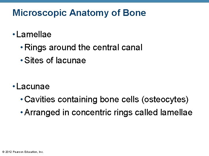 Microscopic Anatomy of Bone • Lamellae • Rings around the central canal • Sites