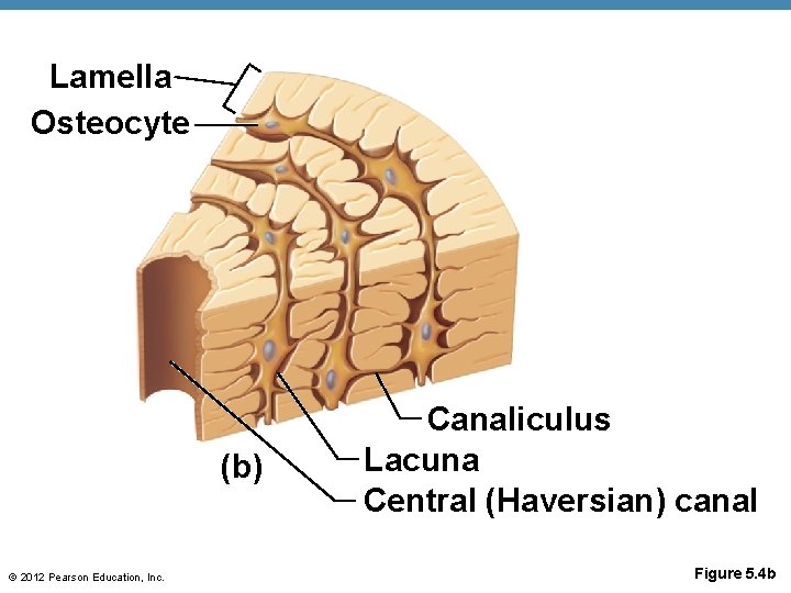Lamella Osteocyte (b) © 2012 Pearson Education, Inc. Canaliculus Lacuna Central (Haversian) canal Figure