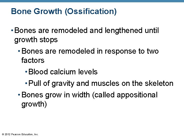 Bone Growth (Ossification) • Bones are remodeled and lengthened until growth stops • Bones
