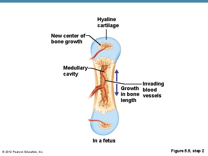 Hyaline cartilage New center of bone growth Medullary cavity Invading Growth blood in bone