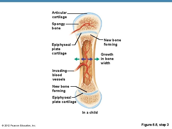 Articular cartilage Spongy bone New bone forming Epiphyseal plate cartilage Growth in bone width
