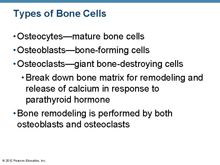 Types of Bone Cells • Osteocytes—mature bone cells • Osteoblasts—bone-forming cells • Osteoclasts—giant bone-destroying