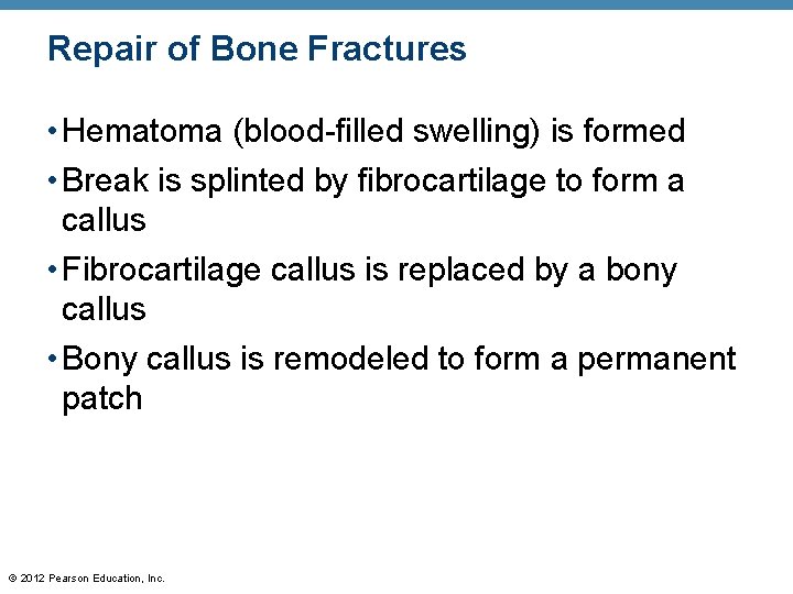 Repair of Bone Fractures • Hematoma (blood-filled swelling) is formed • Break is splinted