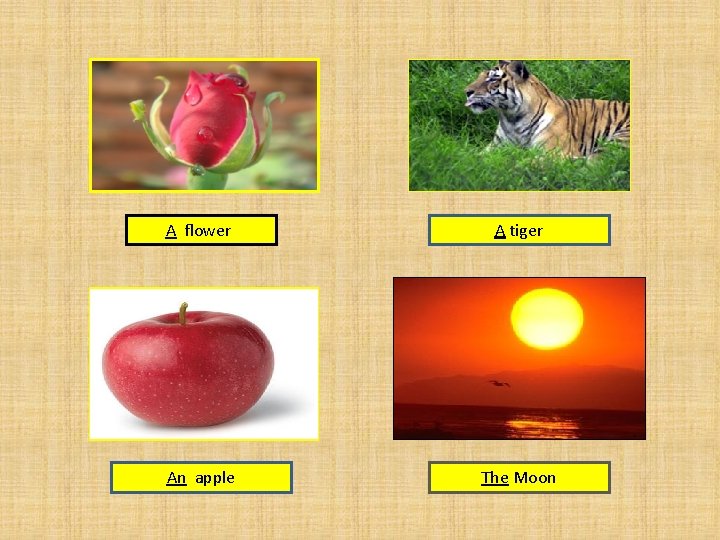 A flower A tiger An apple The Moon 