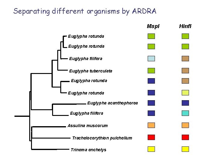 Phylogeny of Euglyphid Testate Amoebae Euglypha rotunda Order