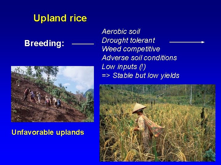 Aerobic Rice Crop and Environmental Sciences Division International