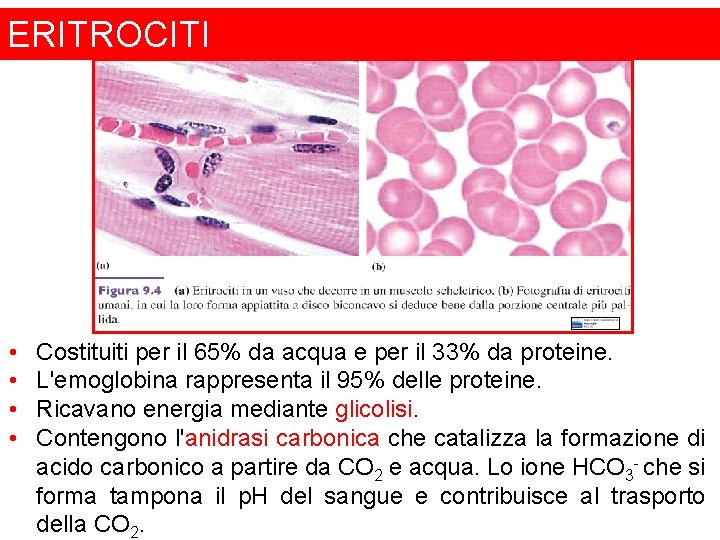 ERITROCITI • • Costituiti per il 65% da acqua e per il 33% da