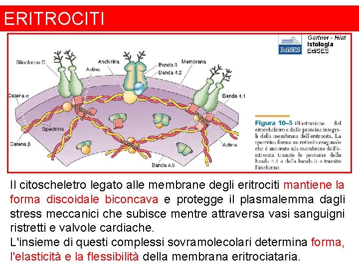 ERITROCITI Il citoscheletro legato alle membrane degli eritrociti mantiene la forma discoidale biconcava e