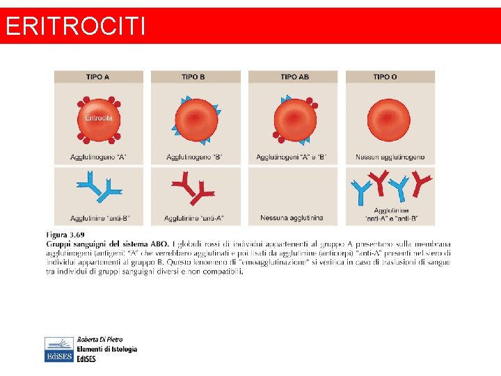 ERITROCITI 