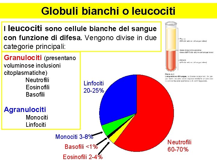 Globuli bianchi o leucociti I leucociti sono cellule bianche del sangue con funzione di