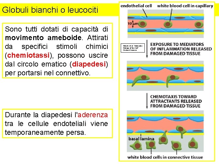 Globuli bianchi o leucociti Sono tutti dotati di capacità di movimento ameboide. Attirati da