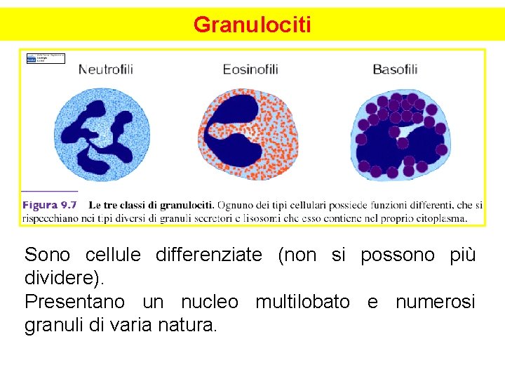 Granulociti Sono cellule differenziate (non si possono più dividere). Presentano un nucleo multilobato e