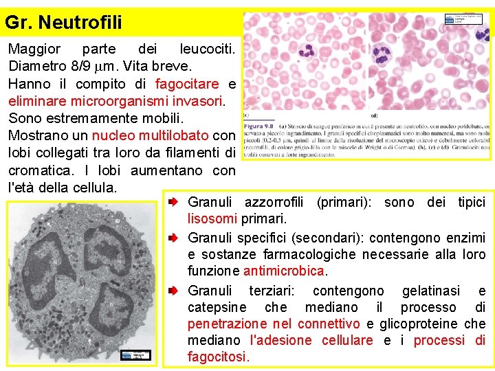 Gr. Neutrofili Maggior parte dei leucociti. Diametro 8/9 mm. Vita breve. Hanno il compito