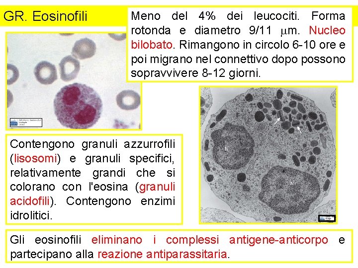 GR. Eosinofili Meno del 4% dei leucociti. Forma rotonda e diametro 9/11 mm. Nucleo