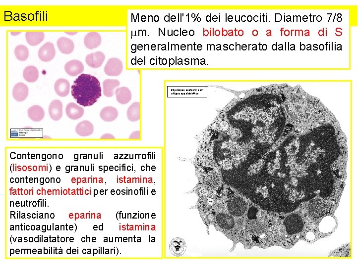 Basofili Meno dell'1% dei leucociti. Diametro 7/8 mm. Nucleo bilobato o a forma di