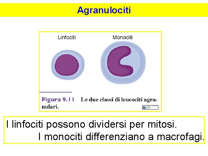 Agranulociti I linfociti possono dividersi per mitosi. I monociti differenziano a macrofagi. 