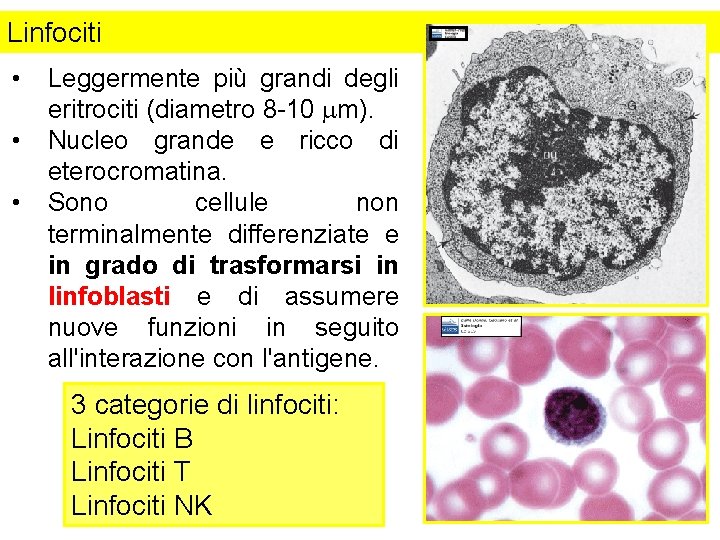 Linfociti • • • Leggermente più grandi degli eritrociti (diametro 8 -10 mm). Nucleo