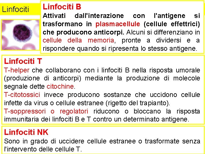 Linfociti B Attivati dall'interazione con l'antigene si trasformano in plasmacellule (cellule effettrici) che producono