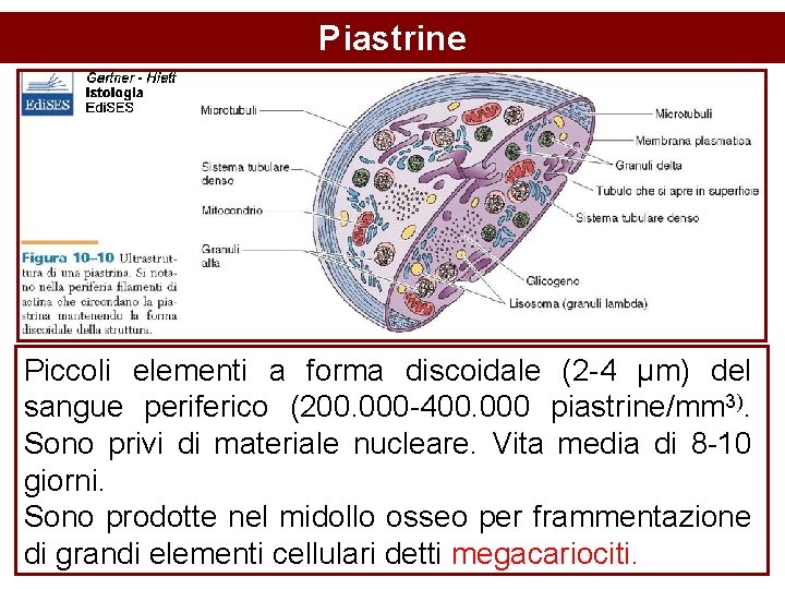 Piastrine Piccoli elementi a forma discoidale (2 -4 µm) del sangue periferico (200. 000