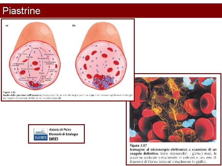 Piastrine 